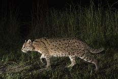 Juvenile Pallas' cat (Otocolobus manul) outside den, Mongolia, June-Ben Cranke-Photographic Print