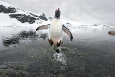 Gentoo Penguin (Pygoscelis Papua) Jumping Out of the Sea-Ben Cranke-Photographic Print