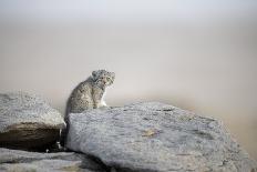 Close up of a juvenile Pallas' cat (Otocolobus manul) resting in its den, Mongolia, June.-Ben Cranke-Photographic Print