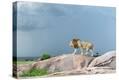 Stretched Canvas Print