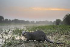 Crab-Eating Fox (Cerdocyon Thous) Foraging at Night, Mato Grosso, Pantanal, Brazil. July-Ben Cranke-Photographic Print