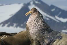 Walrus (Odobenus Rosmarus) Portrait, Svalbard, Norway. July-Ben Cranke-Photographic Print