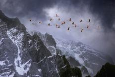 Chilean Flamingos (Phoenicopterus Chilensis) in Flight over Mountain Peaks, Chile-Ben Hall-Photographic Print
