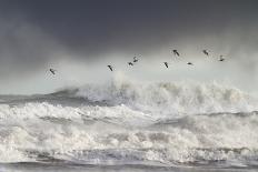 Curlews (Numenius Arquata) Group Flying over the Sea During Storm-Ben Hall-Photographic Print