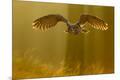 Premium Photographic Print