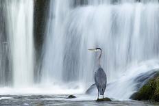 Grey Heron (Ardea Cinerea) Beneath Waterfall. Ambleside, Lake District, UK, November-Ben Hall-Framed Premier Image Canvas
