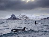 Orcas (Orcinus Orca) Pair in Sea Surrounded by Mountains, Iceland, January-Ben Hall-Photographic Print