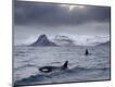 Photographic Print