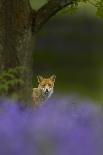 Red Fox (Vulpes Vulpes) Peering from Behind Tree with Bluebells in Foreground, Cheshire, June-Ben Hall-Photographic Print