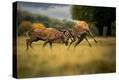 Stretched Canvas Print