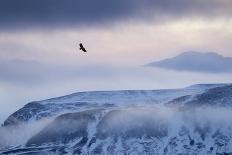 Curlews (Numenius Arquata) Group Flying over the Sea During Storm-Ben Hall-Photographic Print