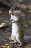 Eastern Chipmunk (Tamias Striatus) With Peanut In Mouth Pouch, Algonquin Provincial Park, Ontario-Ben Lascelles-Framed Photographic Print