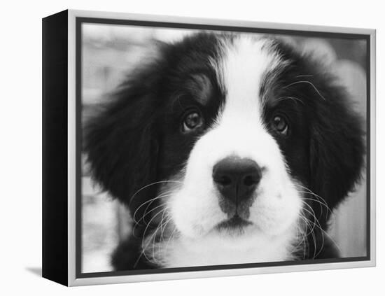 Ben-Kim Levin-Framed Premier Image Canvas