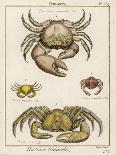 Gecarcinus Anisochele and Other Crabs-Benard-Photographic Print