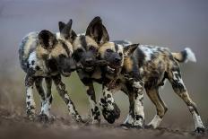 African wild dogs juveniles playing, Mkuze, South Africa-Bence Mate-Photographic Print