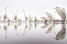Group of Great Egrets (Ardea Alba) Reflected in Still Water-Bence Mate-Photographic Print