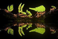 Leaf Cutter Ants (Atta Sp) Female Worker Ants Carry Pieces of Fern Leaves to Nest, Costa Rica-Bence Mate-Photographic Print