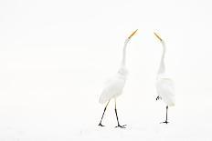 Group of Great Egrets (Ardea Alba) Reflected in Still Water-Bence Mate-Photographic Print