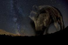 Wild Boar (Sus Scrofa) at Night with the Milky Way in the Background, Gyulaj, Tolna, Hungary-Bence Mate-Photographic Print