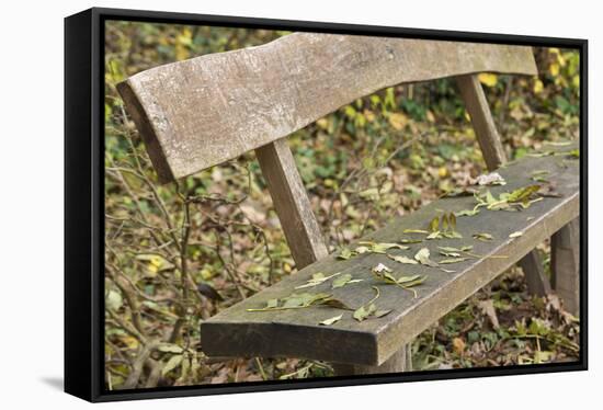 bench close autumn foliage.-Roland T. Frank-Framed Stretched Canvas