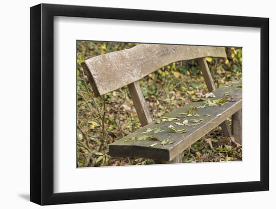 bench close autumn foliage.-Roland T. Frank-Framed Photographic Print