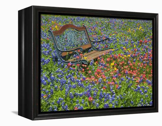 Bench in Field of Wildflowers Near Yoakum, Texas, USA-Darrell Gulin-Framed Premier Image Canvas