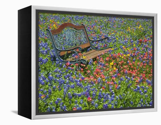 Bench in Field of Wildflowers Near Yoakum, Texas, USA-Darrell Gulin-Framed Premier Image Canvas