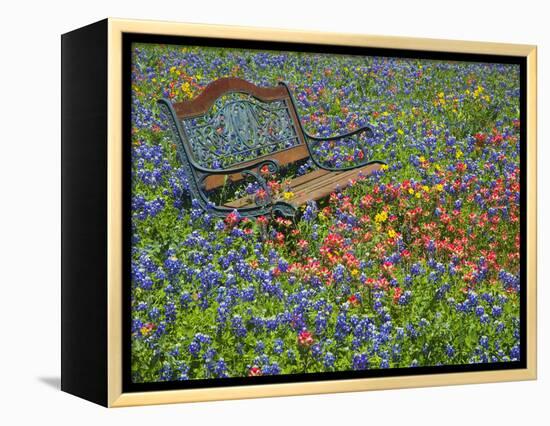 Bench in Field of Wildflowers Near Yoakum, Texas, USA-Darrell Gulin-Framed Premier Image Canvas