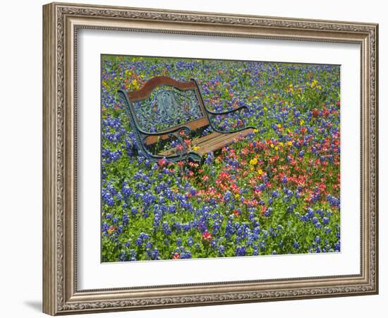 Bench in Field of Wildflowers Near Yoakum, Texas, USA-Darrell Gulin-Framed Photographic Print