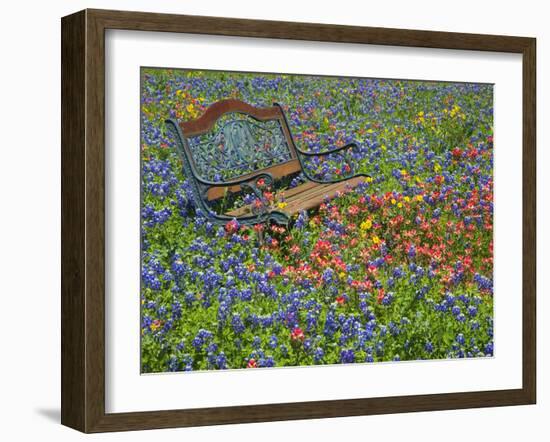 Bench in Field of Wildflowers Near Yoakum, Texas, USA-Darrell Gulin-Framed Photographic Print