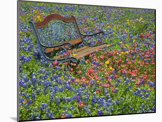 Bench in Field of Wildflowers Near Yoakum, Texas, USA-Darrell Gulin-Mounted Photographic Print