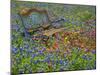 Bench in Field of Wildflowers Near Yoakum, Texas, USA-Darrell Gulin-Mounted Photographic Print