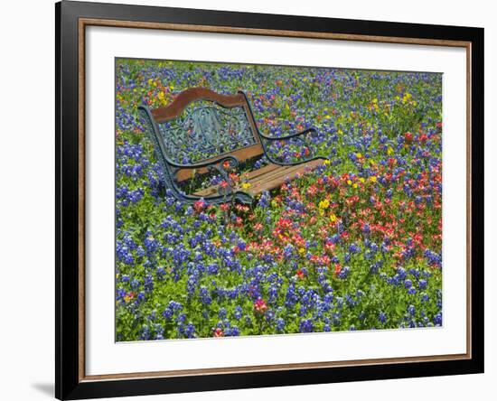 Bench in Field of Wildflowers Near Yoakum, Texas, USA-Darrell Gulin-Framed Photographic Print