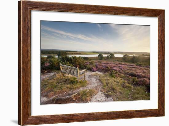 Bench Overlooking Landspace and Flowering Common Heather (Calluna Vulgaris) Dorset, England, UK-Ross Hoddinott-Framed Photographic Print