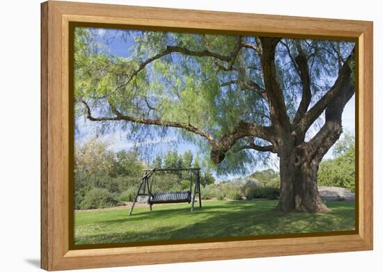 Bench Swing under Large Tree at Rancho La Purerta, Tecate, Mexico-Jaynes Gallery-Framed Premier Image Canvas