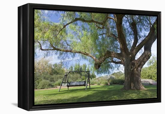 Bench Swing under Large Tree at Rancho La Purerta, Tecate, Mexico-Jaynes Gallery-Framed Premier Image Canvas