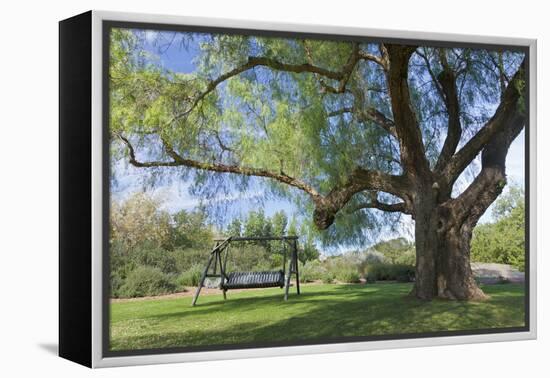 Bench Swing under Large Tree at Rancho La Purerta, Tecate, Mexico-Jaynes Gallery-Framed Premier Image Canvas
