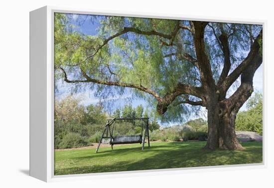 Bench Swing under Large Tree at Rancho La Purerta, Tecate, Mexico-Jaynes Gallery-Framed Premier Image Canvas