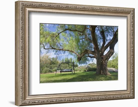 Bench Swing under Large Tree at Rancho La Purerta, Tecate, Mexico-Jaynes Gallery-Framed Photographic Print