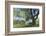 Bench Swing under Large Tree at Rancho La Purerta, Tecate, Mexico-Jaynes Gallery-Framed Photographic Print