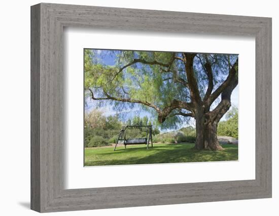 Bench Swing under Large Tree at Rancho La Purerta, Tecate, Mexico-Jaynes Gallery-Framed Photographic Print