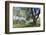 Bench Swing under Large Tree at Rancho La Purerta, Tecate, Mexico-Jaynes Gallery-Framed Photographic Print