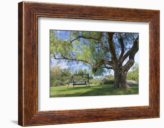 Bench Swing under Large Tree at Rancho La Purerta, Tecate, Mexico-Jaynes Gallery-Framed Photographic Print