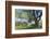 Bench Swing under Large Tree at Rancho La Purerta, Tecate, Mexico-Jaynes Gallery-Framed Photographic Print