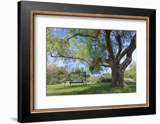Bench Swing under Large Tree at Rancho La Purerta, Tecate, Mexico-Jaynes Gallery-Framed Photographic Print