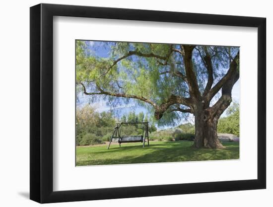 Bench Swing under Large Tree at Rancho La Purerta, Tecate, Mexico-Jaynes Gallery-Framed Photographic Print