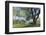 Bench Swing under Large Tree at Rancho La Purerta, Tecate, Mexico-Jaynes Gallery-Framed Photographic Print