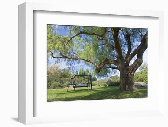 Bench Swing under Large Tree at Rancho La Purerta, Tecate, Mexico-Jaynes Gallery-Framed Photographic Print