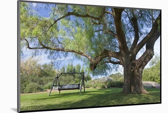 Bench Swing under Large Tree at Rancho La Purerta, Tecate, Mexico-Jaynes Gallery-Mounted Photographic Print