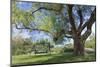 Bench Swing under Large Tree at Rancho La Purerta, Tecate, Mexico-Jaynes Gallery-Mounted Photographic Print